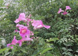 campsis-×-tagliabuana-madame-galen-flower-as-jpg-file-campsis-×-tagliabuana-madame-galen-flower-168743099 (1)
